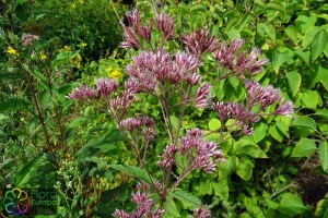 Eupatorium purpureum(1).jpg